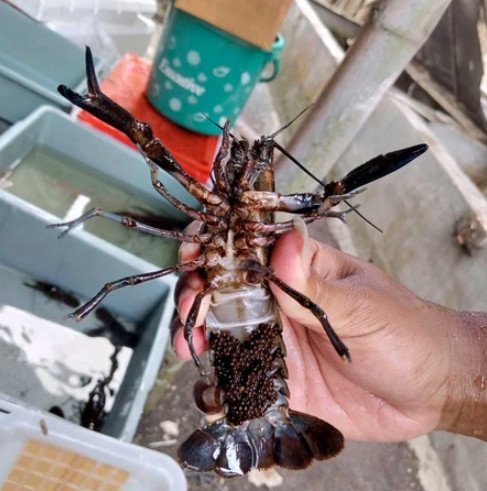 Lobster Kediri Golobster 093009