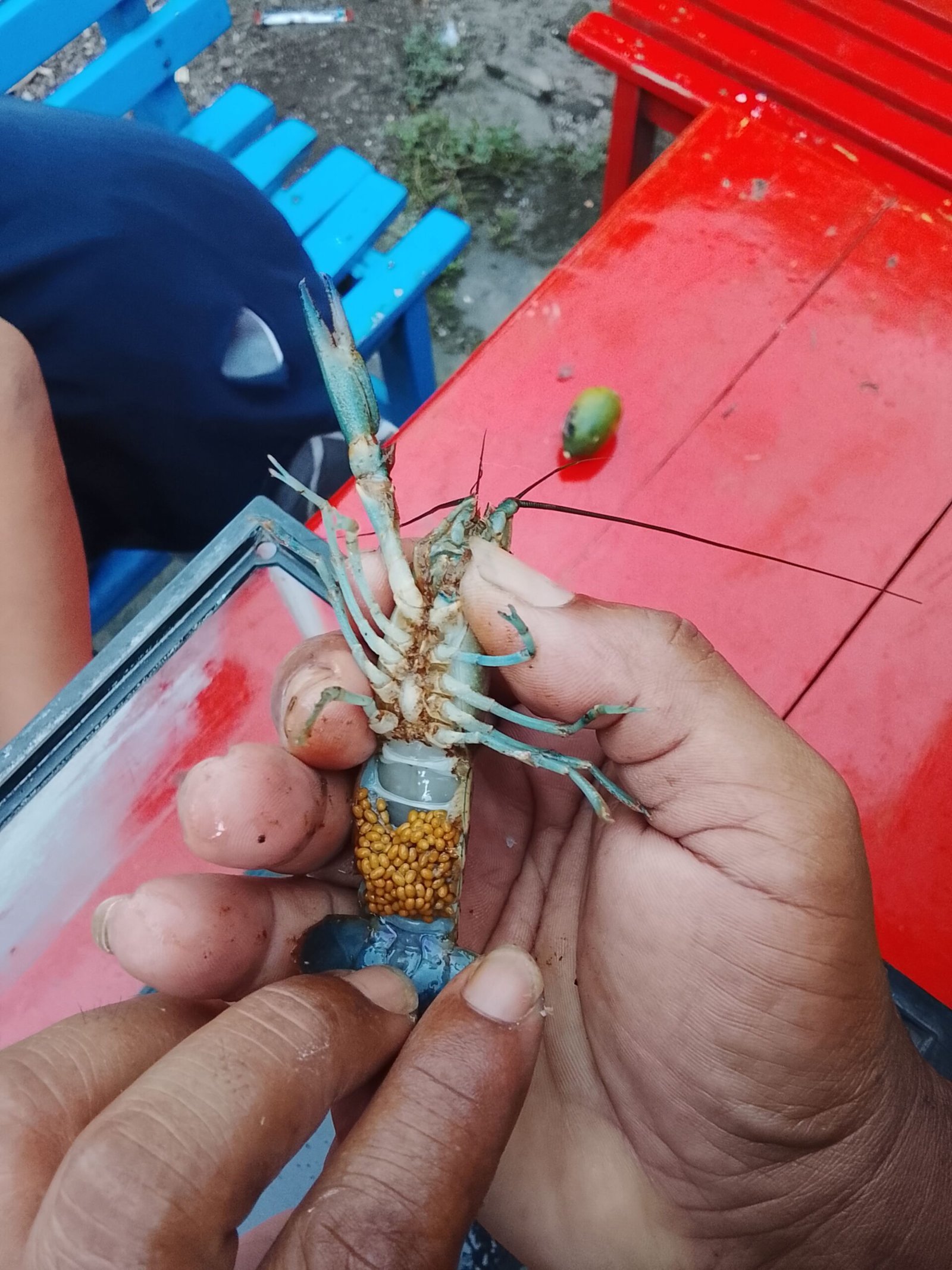 Telur Lobster Air Tawar Siap Tetas – Kualitas Unggul &Amp; Tingkat Menetas Tinggi 1 Lobster Kediri Lobster Kediri Lobstergo Lobster Air Tawar 20250420 121451Lobstergo Scaled 1