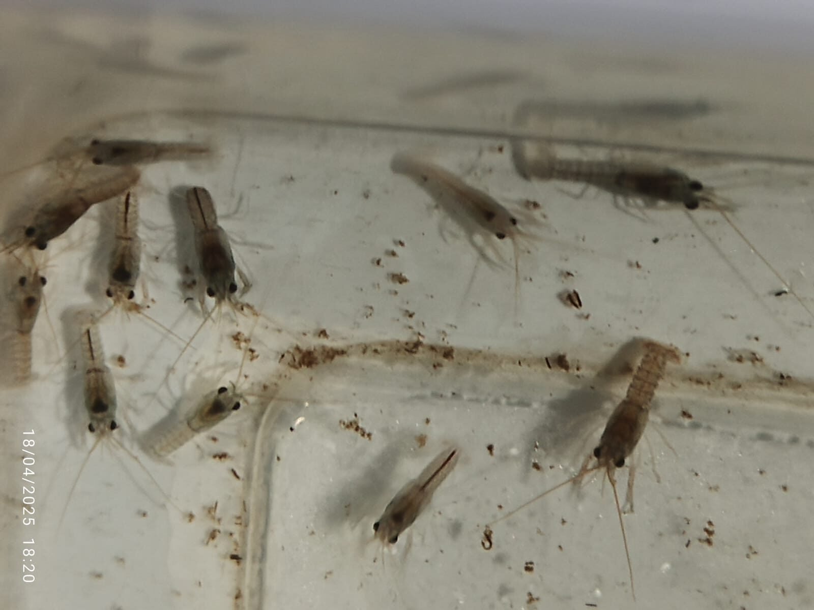 Lobster Kediri Paket Anakan Lobster Air Tawar Usia 1 Bulan – 20 Ekor Siap Tumbuh Rotated 1