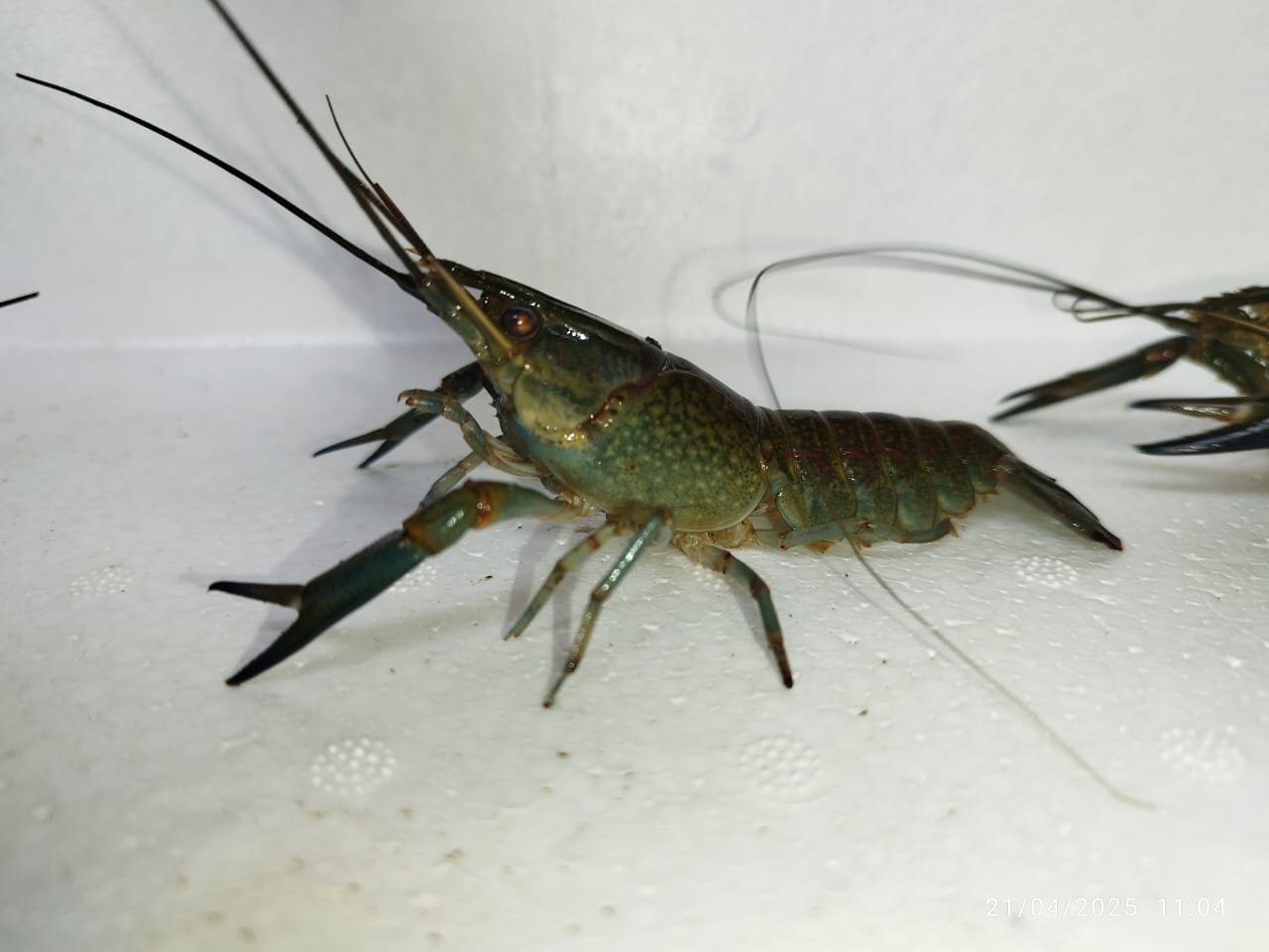 Indukan Siap Kawin Lobster Air Tawar