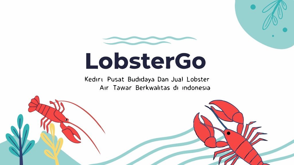 Lobster Kediri Buat Tulisan Lobstergo Kediri Pusat Budidaya Da 1