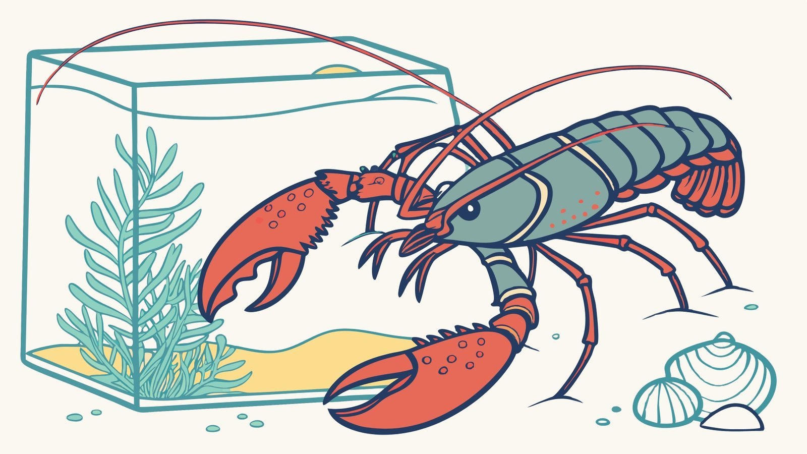 Lobster Kediri Indukan Lobster Air Tawar Betina Siap Kawin Untuk