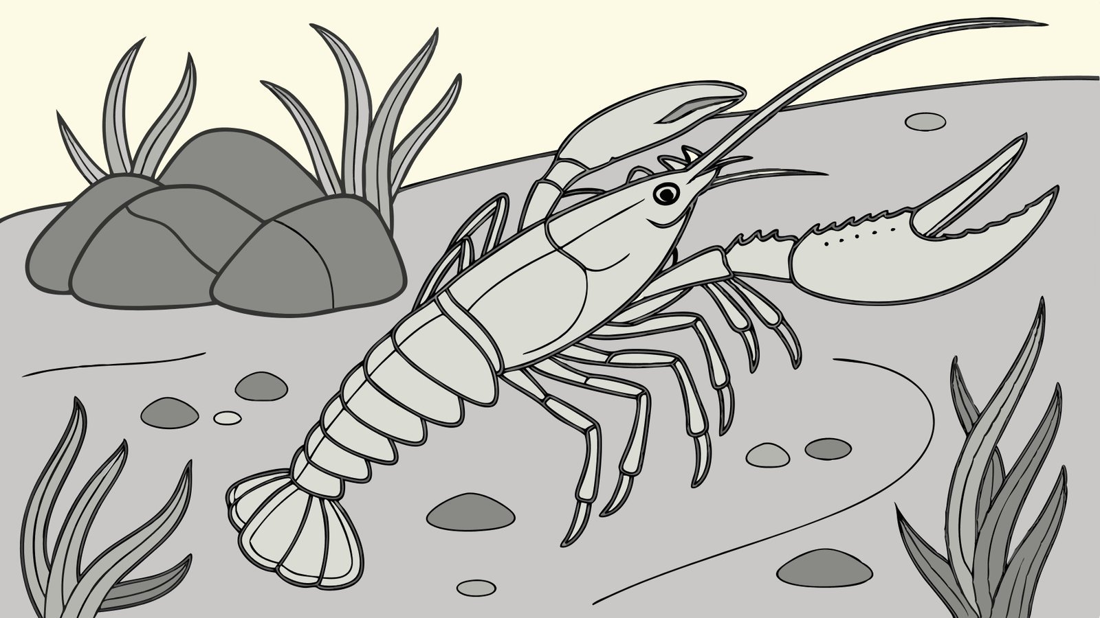 Lobster Kediri Jual Indukan Lobster Air Tawar Gendong Telur Siap