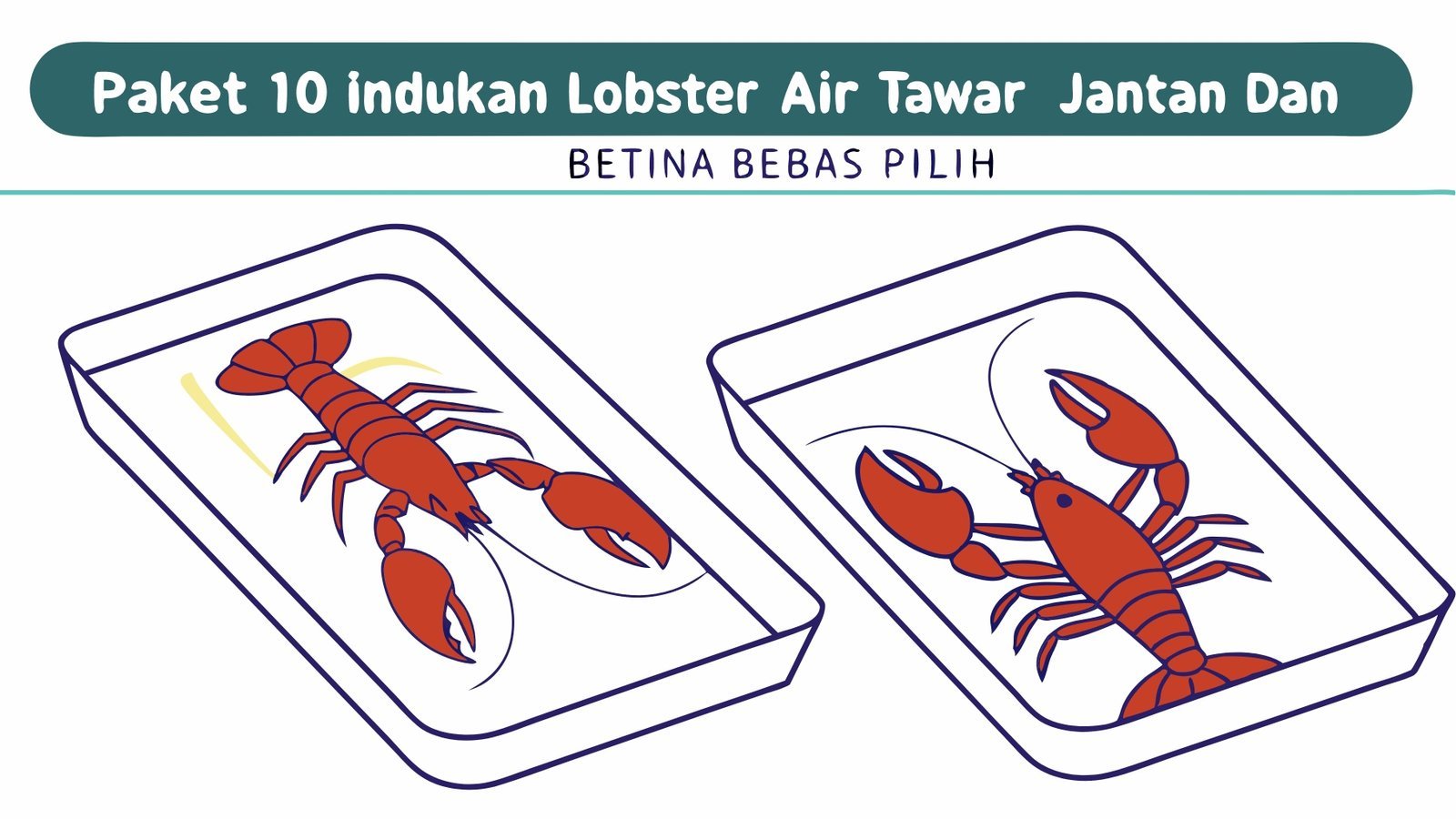 Lobster Kediri Paket 10 Indukan Lobster Air Tawar Jantan Dan Beti